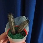 Cereus aethiops Leaf