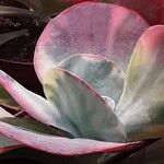 Kalanchoe tetraphylla Leaf