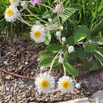 Pachystegia insignis Blüte