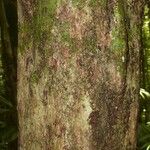 Chrysophyllum sparsiflorum Corteza