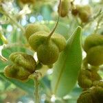 Cossinia pinnata Fruct