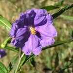 Solanum nudum Flower