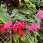 Clerodendrum umbellatum Blodyn