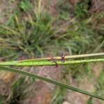 Tripsacum dactyloides Virág
