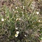 Gagea serotina Fula