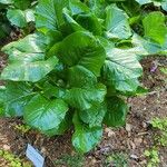 Cardiocrinum giganteum Blatt