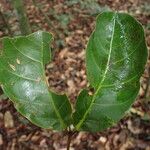 Erismadelphus exsul Hoja