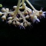 Hydrangea heteromalla Flower