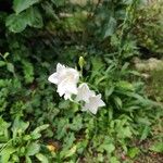 Campanula persicifoliaFlor