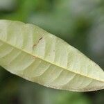 Cheiloclinium cognatum Frunză