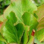 Bergenia crassifolia Blatt