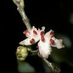 Siparuna glabrescens Fruit
