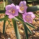 Colchicum ritchii Λουλούδι