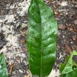 Coelocaryon preussii Hoja