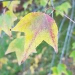 Acer buergerianum Leaf