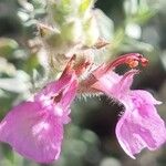 Teucrium marum 花