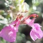 Teucrium marum Flower