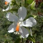 Hibiscus flavifolius Flor