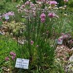 Armeria rumelica Vekstform