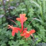 Tecomaria capensis Blüte