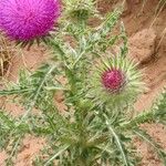 Carduus nutans Lorea