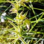 Geranium dissectum 整株植物