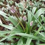 Hyacinthoides hispanica Alkat (teljes növény)