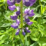 Lupinus polyphyllus Fleur