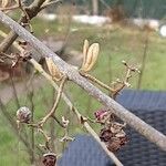 Callicarpa bodinieri Листок