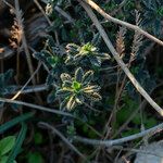 Lithodora hispidula Leaf