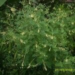Astragalus mongholicus Çiçek