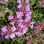 Thymus zygioides 花