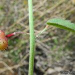 Ayenia compacta Fruit