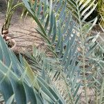 Encephalartos trispinosus Листок