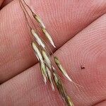 Deschampsia flexuosa Flower