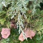 Juniperus scopulorum Yaprak