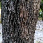 Jacaranda mimosifolia 树皮