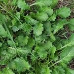 Leucanthemum vulgare Leaf