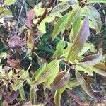 Forsythia viridissima List