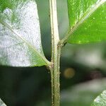 Bolbitis acrostichoides Leaf