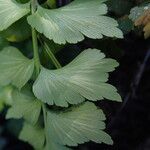 Asplenium stuhlmannii Leaf