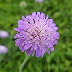 Knautia arvensis 花