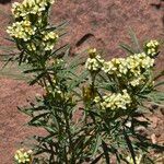 Tagetes minuta Flower