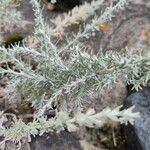 Artemisia maritima Leaf