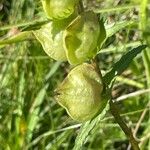 Rhinanthus minor Owoc