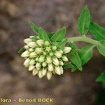 Campanula petraea その他の提案