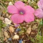 Linum pubescens 花