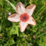 Linum grandiflorumLorea