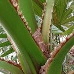 Washingtonia robusta অন্যান্য