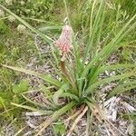 Kniphofia × praecox Flower